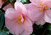 Camellia japonica