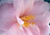 Camellia japonica 'Citation'