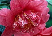 Camellia japonica 'L. Walker'