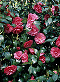 Camellia-Hybride