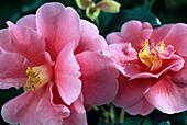 Camellia 'Inspiration'