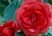 Camellia 'Konron Koku'