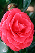 Camellia japonica 'Bella Lamberti'