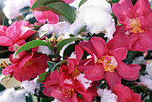 Camellia 'Hiryu' im Schnee