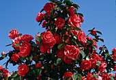 Camellia japonica 'Eximia'