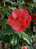 Camellia 'Ascona'