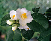 Camellia