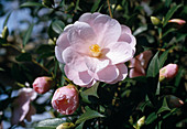 Camellia hybrid