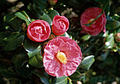 Camellia hybrid