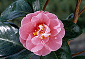 Camellia 'Chipado de Vigo'