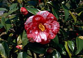 Camellia hybrids