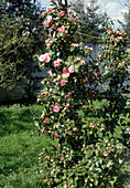 Camellia hybrids