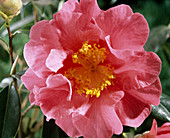 Camellia 'Francie L.'