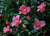 Camellia X hybrida 'Golden Spangle'