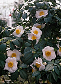 Camellia 'Akebono'