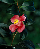 Camellia japonica