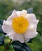 Camellia JAPONICA 'Kyo Nishiki'
