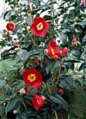 Camellia 'Kimberley'