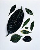Camellia - Camellia leaves - Tableau