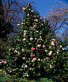 Camellia hybrid