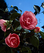 Camellia 'Laurie Bray'