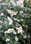 Camellia Lutchuensis