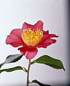 Camellia 'Mattie Cole'