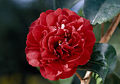 Camellia