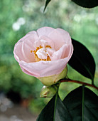 Camellia