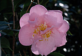 higo-camellia