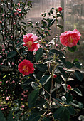 Camellia lutchuensis hybride 'Otto Hopfer'