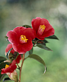 Camellia