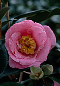 Camellia 'Rose Quartz'