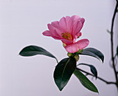 Camellia saluenensis