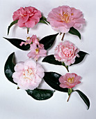 Camellientableau mit diversen Camellia japonica