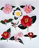 Camellia tableau with