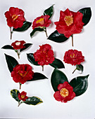 Camellientableau mit diversen