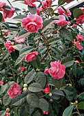 Camellia reticulata hybride 'Valentine's Day'