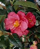 Camellia × williamsii 'Elegant Beauty'