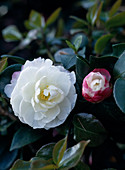 Camellia sasanqua 'Hime Botan'