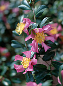 Camellia sasanqua wild form