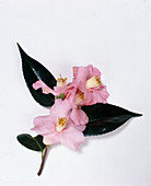 Camellia (Kamelie) einfachblühende Wildform