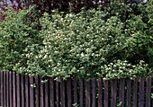 Cornus stolonifera