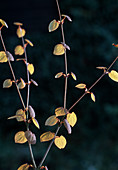 Cercidiphyllum japonicum