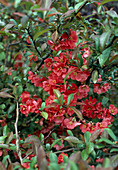 Chaenomeles Hybride