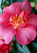 Camellia sasanqua 'Kanjiro'
