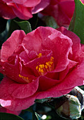 Camellia 'Giuseppe Traverso'