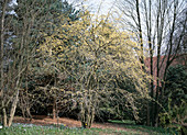 Cornus mas