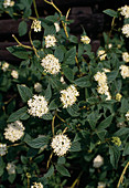 Cornus stolonifera