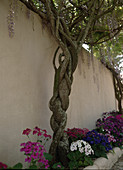 Wisteria floribunda (Wisteria, Chinesische Glyzinie)